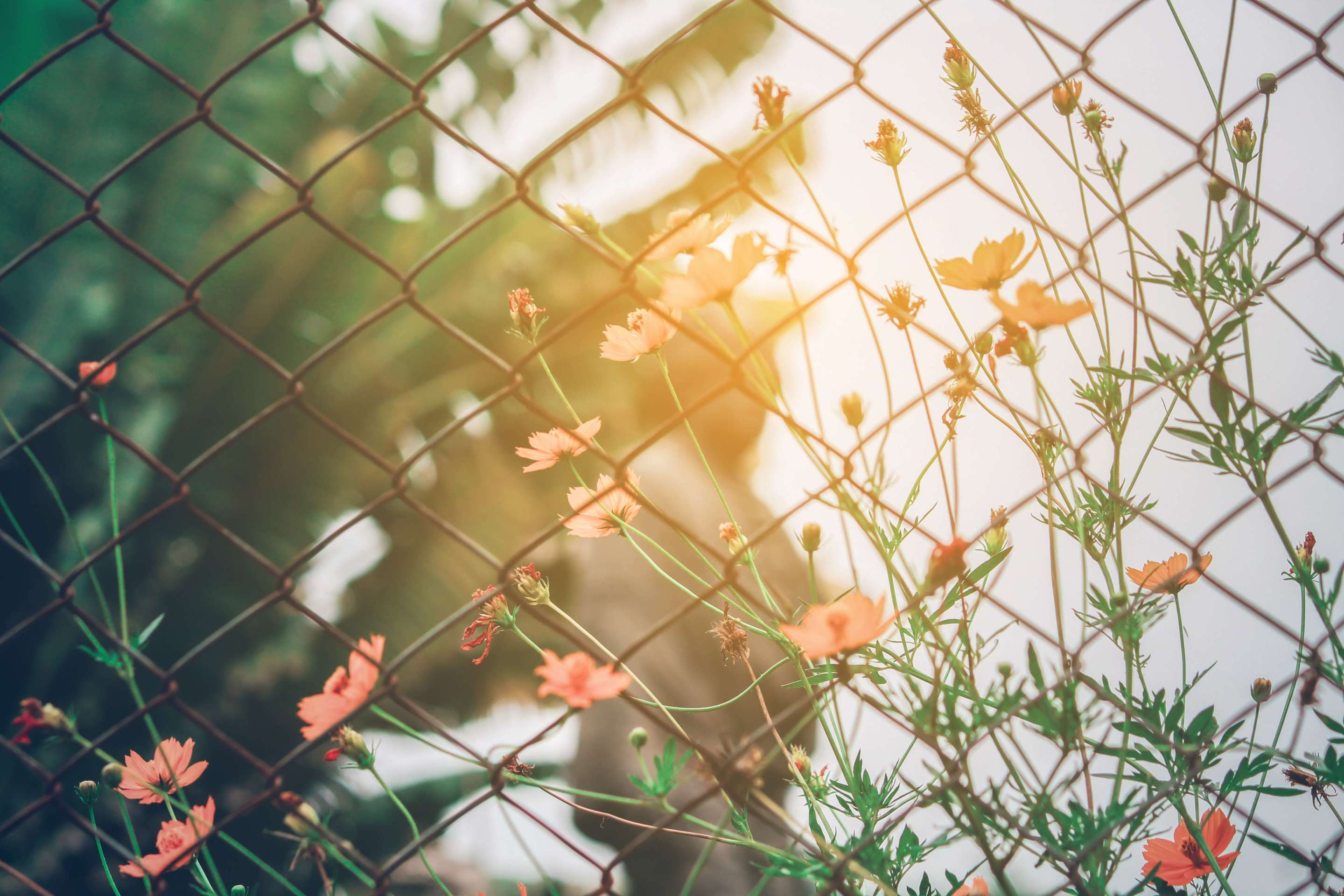 Chain link fence with sun shining through flowers.